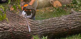 Best Tree Disease Treatment  in Hurley, WI